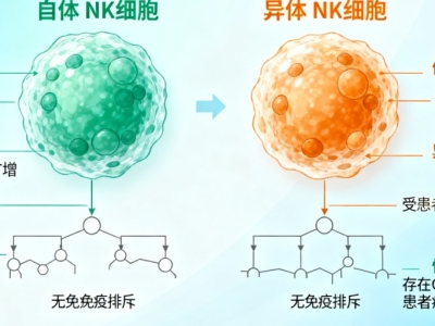 NK细胞：自体与异体的 “免疫战士”，究竟有何不同？