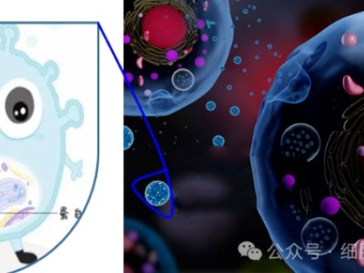 什么是外泌体？外泌体在疾病治疗和医疗美容中的应用与前景