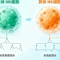NK细胞:自体与异体的 “免疫战士”,究竟有何不同?