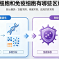 干细胞和免疫细胞有哪些区别?